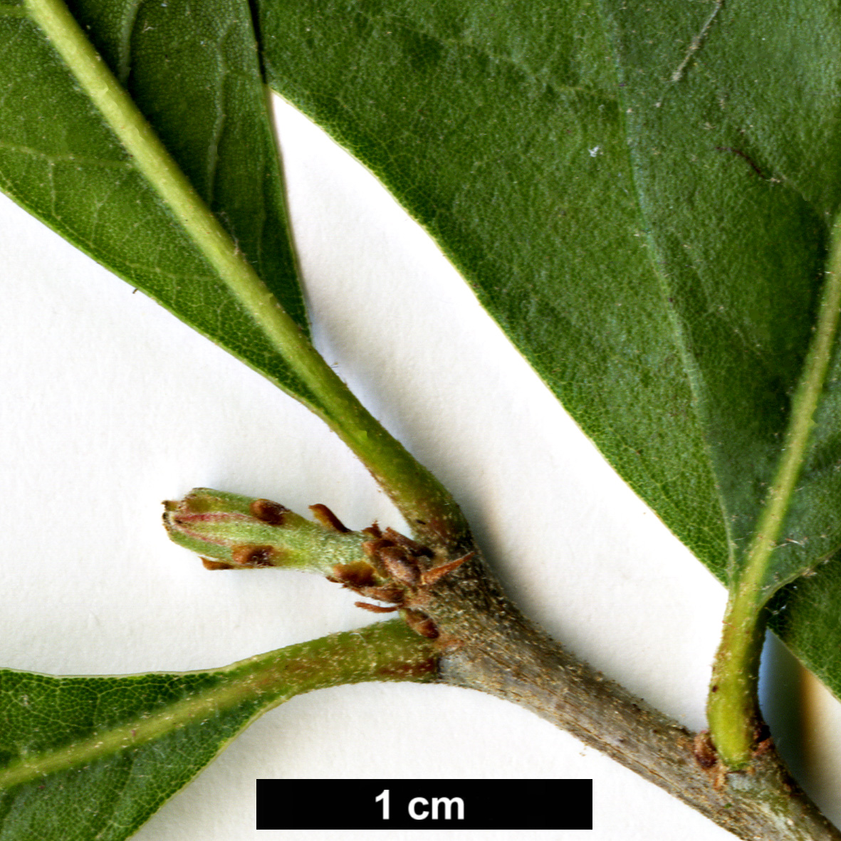 High resolution image: Family: Fagaceae - Genus: Quercus - Taxon: oleoides - SpeciesSub: subsp. sagraeana
